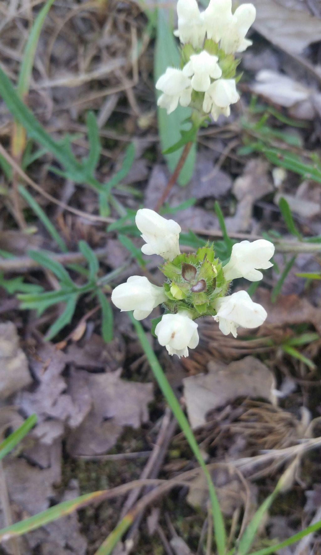 Prunella laciniata